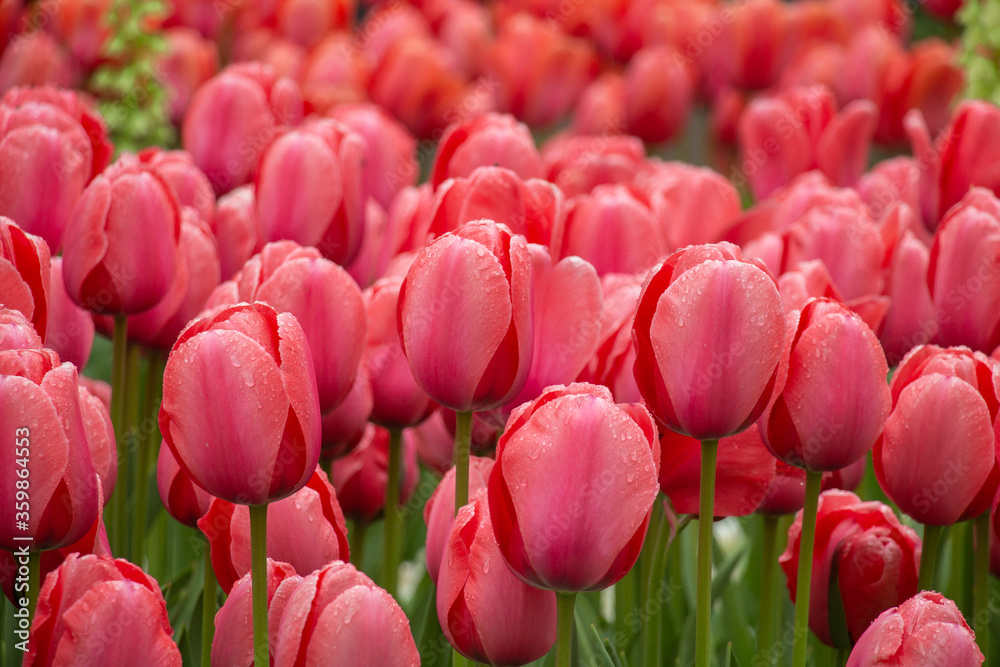 Fototapeta premium Beautiful pink coral tulips