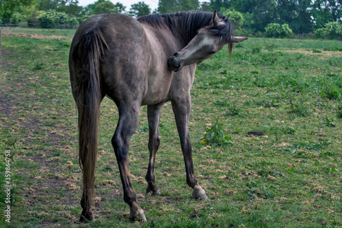 Horse grazing