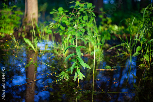 Plant in the water. The bush was flooded with rain. 