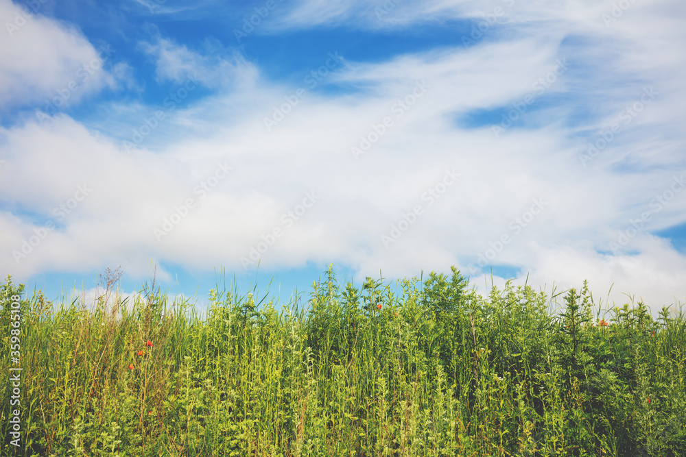 Green herbs against cloudy sky. Rural landscape, partially cloudy. Nature background Green herbs against cloudy sky. Rural landscape, partially cloudy. Nature background