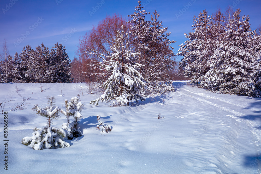 Nature winter background. Snowy forest. Pine trees covered with snow. Winter nature. Christmas background Nature winter background. Snowy forest. Pine trees covered with snow. Winter nature. Christmas background