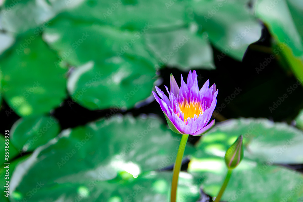 Beautiful white-purple lotus flowers with water droplets on the petals that blossom in the pond and the green lotus leaf around Beautiful white-purple lotus flowers with water droplets on the petals that blossom in the pond and the green lotus leaf around