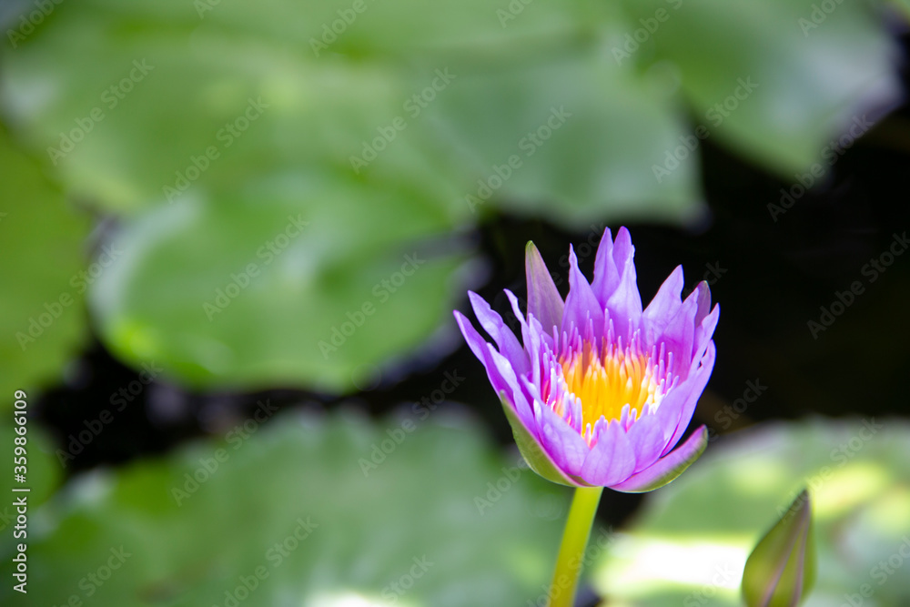 Beautiful white-purple lotus flowers with water droplets on the petals that blossom in the pond and the green lotus leaf around Beautiful white-purple lotus flowers with water droplets on the petals that blossom in the pond and the green lotus leaf around