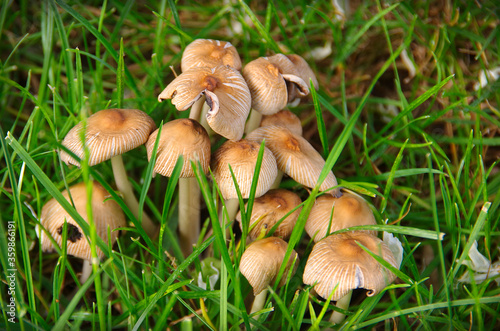 Mushrooms in a meadow among green grass.