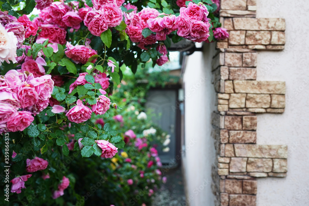 Fototapeta premium Beautiful blooming pink rose bush around the window