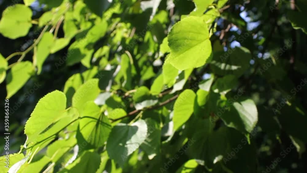 green leaves flutter in the wind.summer video with Sunny hares. High quality HD footage green leaves flutter in the wind.summer video with Sunny hares. High quality HD footage