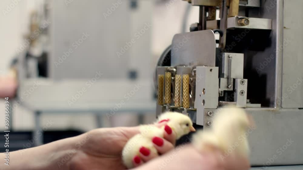 Industrial pruning of the beak of chickens at a poultry farm. A woman's hands insert the heads of chickens into a beak clipping machine