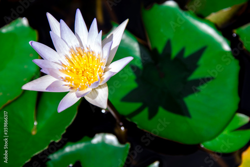 Beautiful white-purple lotus flowers with water droplets on the petals that blossom in the pond and the green lotus leaf around