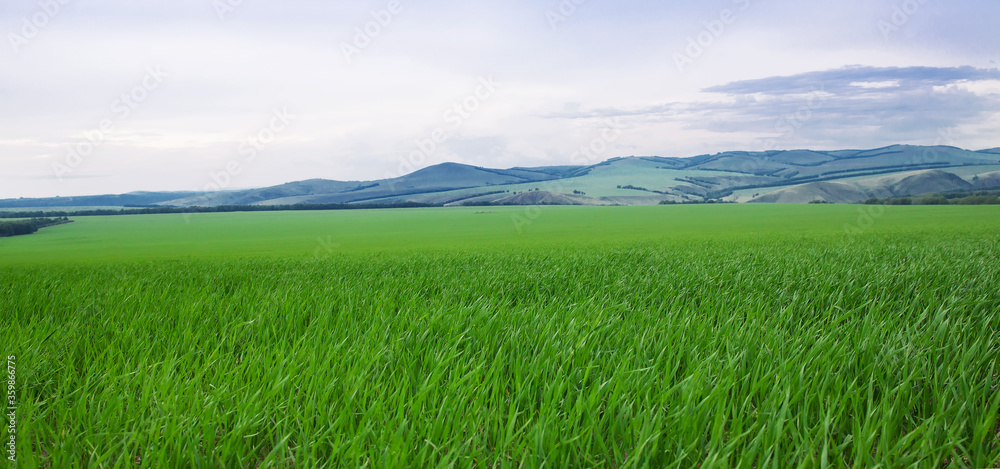 Fototapeta premium landscape with green grass and blue sky