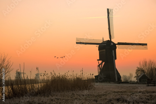 Geese flying on a typical Dutch rural landscape with windmill silhouettes at the early morning sunrise in Netherlands