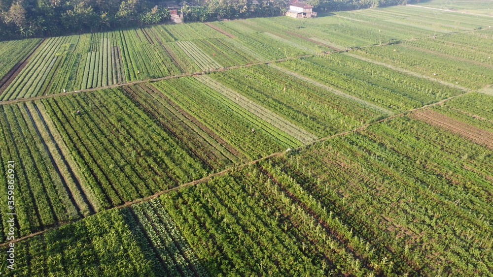 aerial view of fields of chili that form a pattern