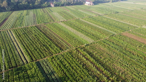 Fototapeta Naklejka Na Ścianę i Meble -  aerial view of fields of chili that form a pattern