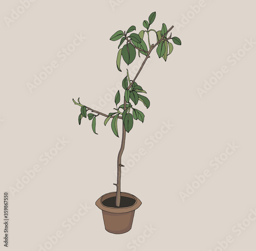 Hand drawn vector of house plant on beige background. Fikus in a clay pot color cartoon illustration. Cozy interior huge scandinavian style