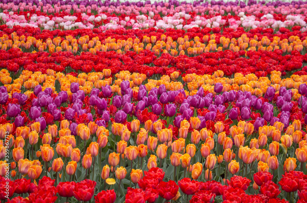 Tulip fields colourful flowers Netherlands Holland