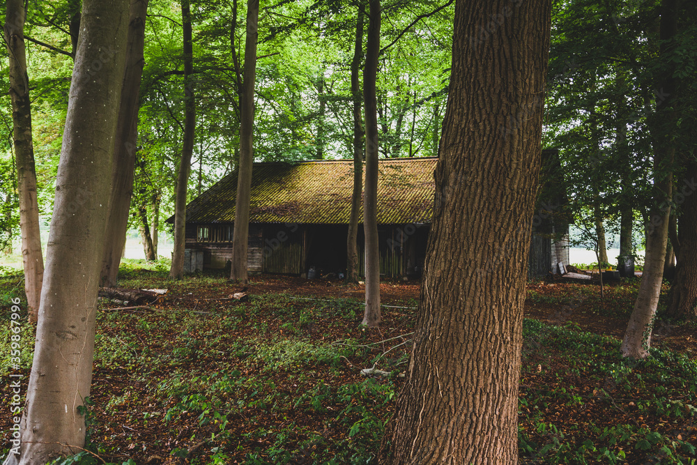 Old and abandoned shack in decay between trees in a forest Old and abandoned shack in decay between trees in a forest