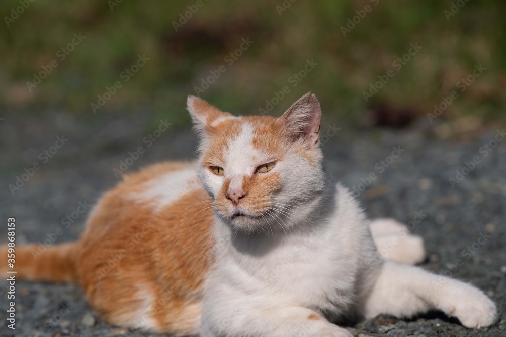 Obraz premium のんびり過ごす猫 茶白猫