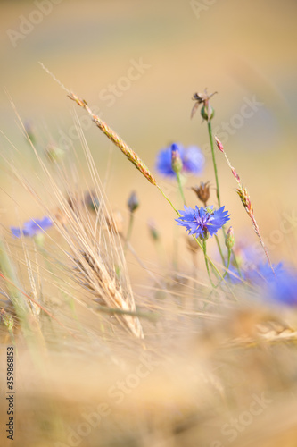 Blaue Kornblume in goldenem Getreidefeld