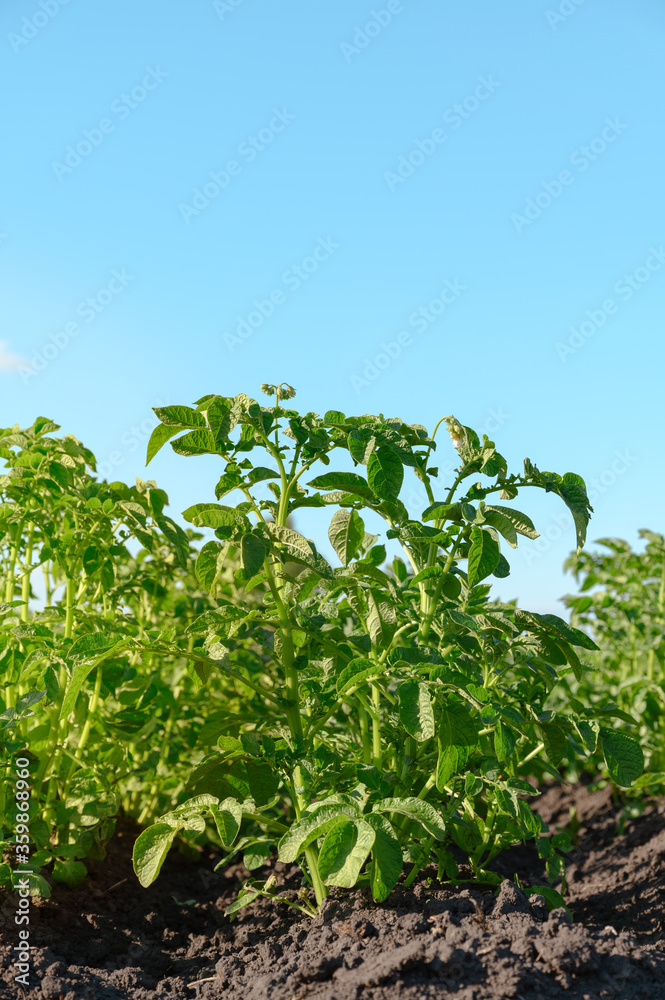 Closeup of a young potato bush on a farm. Summer sunny day. Vertical orientation, space for text. Closeup of a young potato bush on a farm. Summer sunny day. Vertical orientation, space for text.