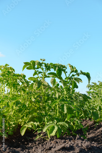 Closeup of a young potato bush on a farm. Summer sunny day. Vertical orientation, space for text.