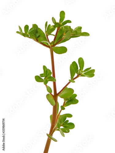 Purslane plant isolated on white, Portulaca oleracea 