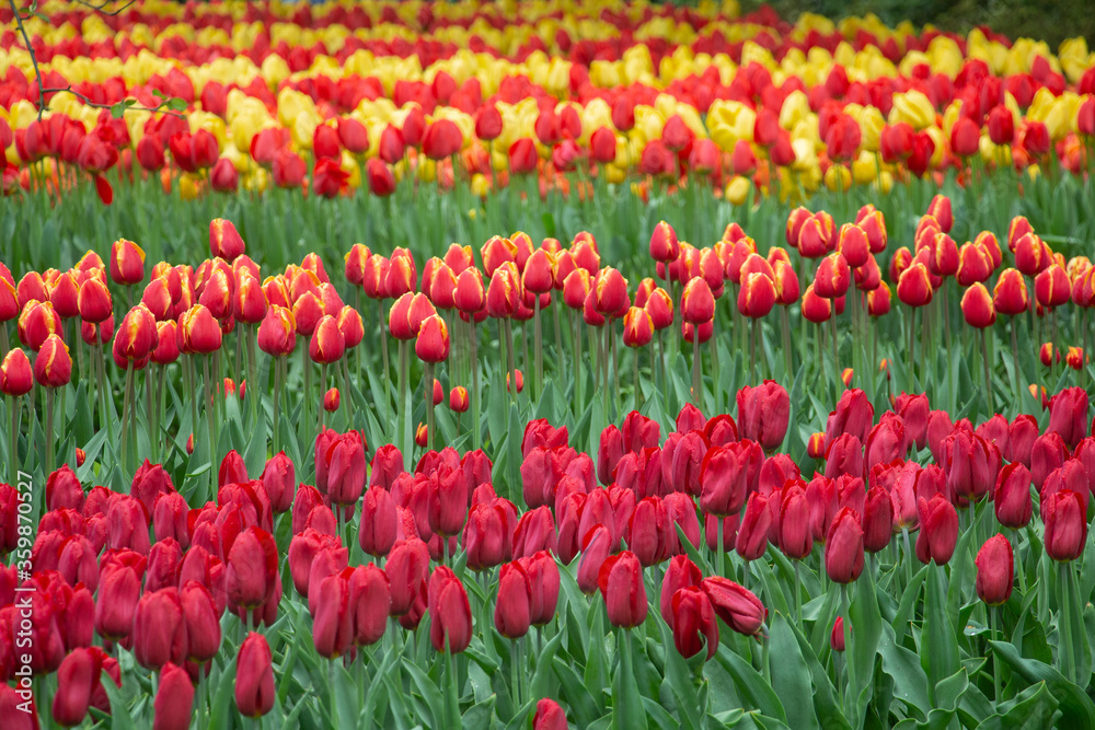 Tulip fields red orange yellow Netherlands Holland