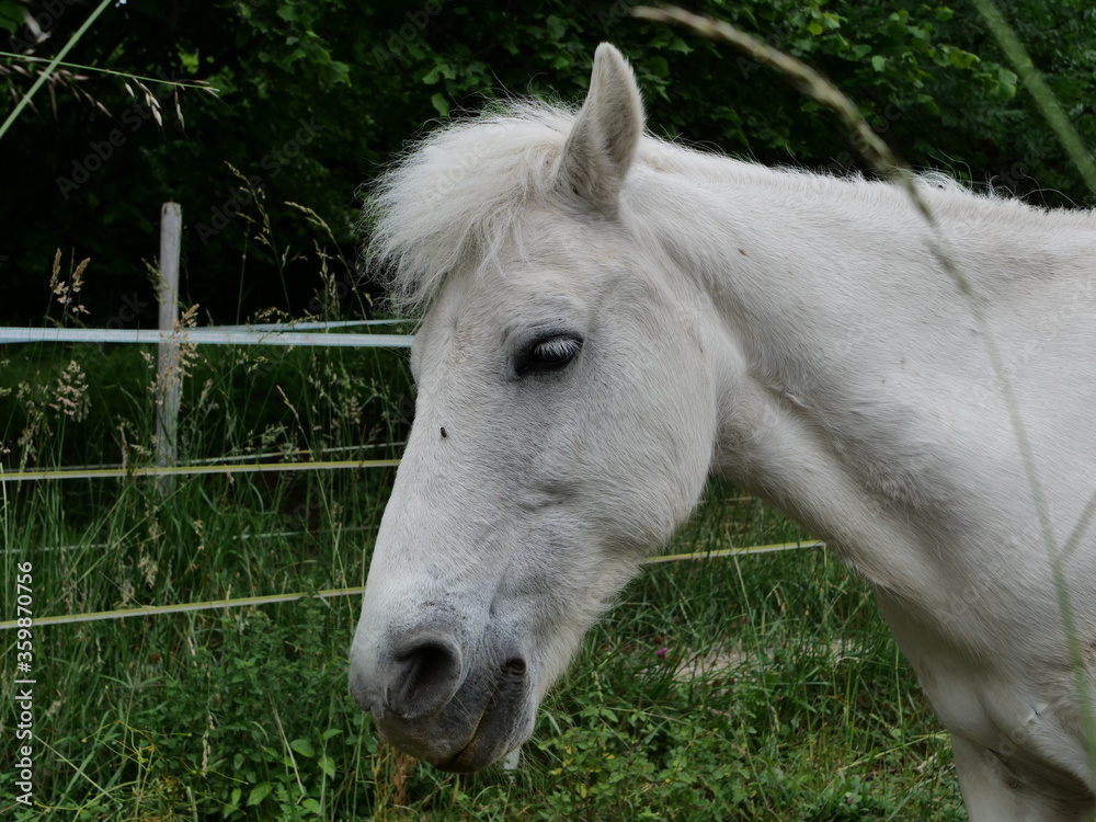 Weißes Pony mit erhobenem Kopf auf der Weide