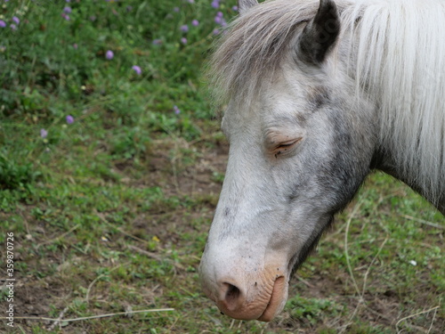 Weißes Pony mit erhobenem Kopf auf der Weide