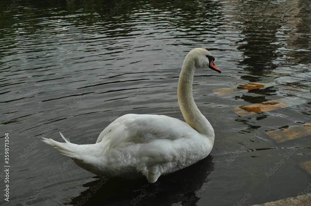 White majestic swan coming for a morsel White majestic swan coming for a morsel
