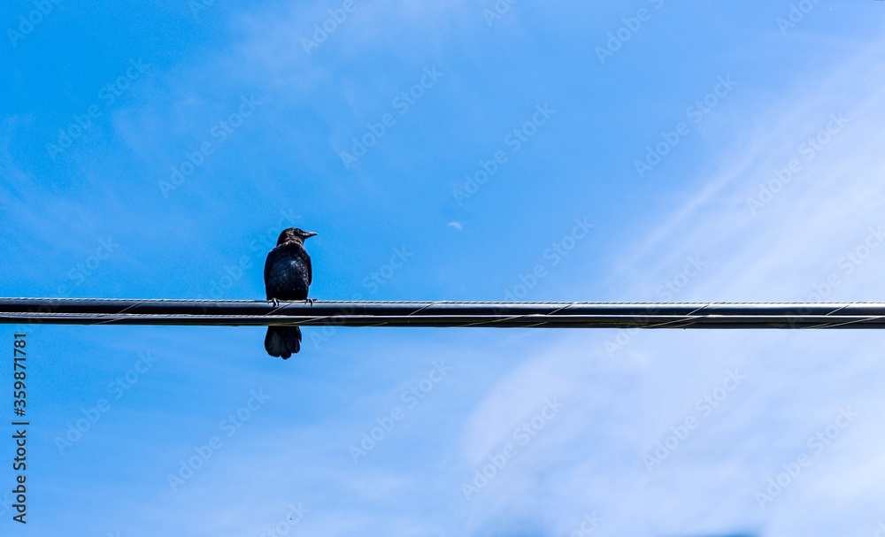 crow perched on an electrical line crow perched on an electrical line