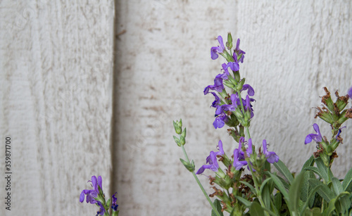 Background: Wood and blooming sage (Salvia officinalis)