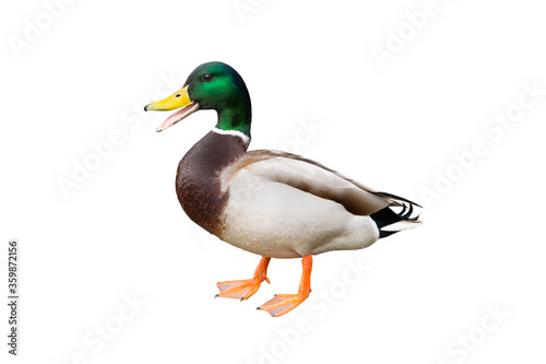 Domestic duck isolated on white background