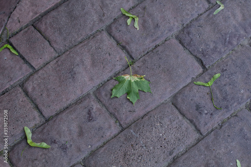 green leaf on the ground asphalt