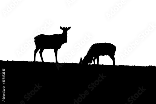 Young deer silhouettes in the wild.