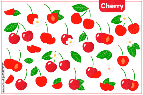 Set of vector cartoon illustrations with Cherry exotic fruits, flowers and leaves isolated on white background