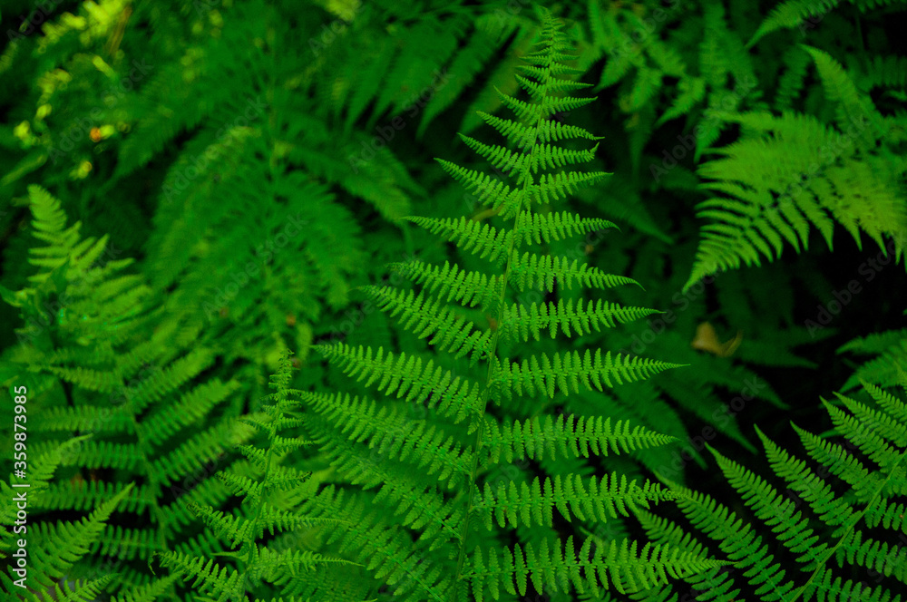 Green fern leaves. Textured natural background. Green plants. Nature. Textured background. Texture Green fern leaves. Textured natural background. Green plants. Nature. Textured background. Texture