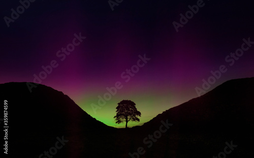 Sycamore Gap tree at Hadrians wall with the Northern Lghts ( Aurora Borealis ). Northumberland landscape location on the England / Scotland Border photo