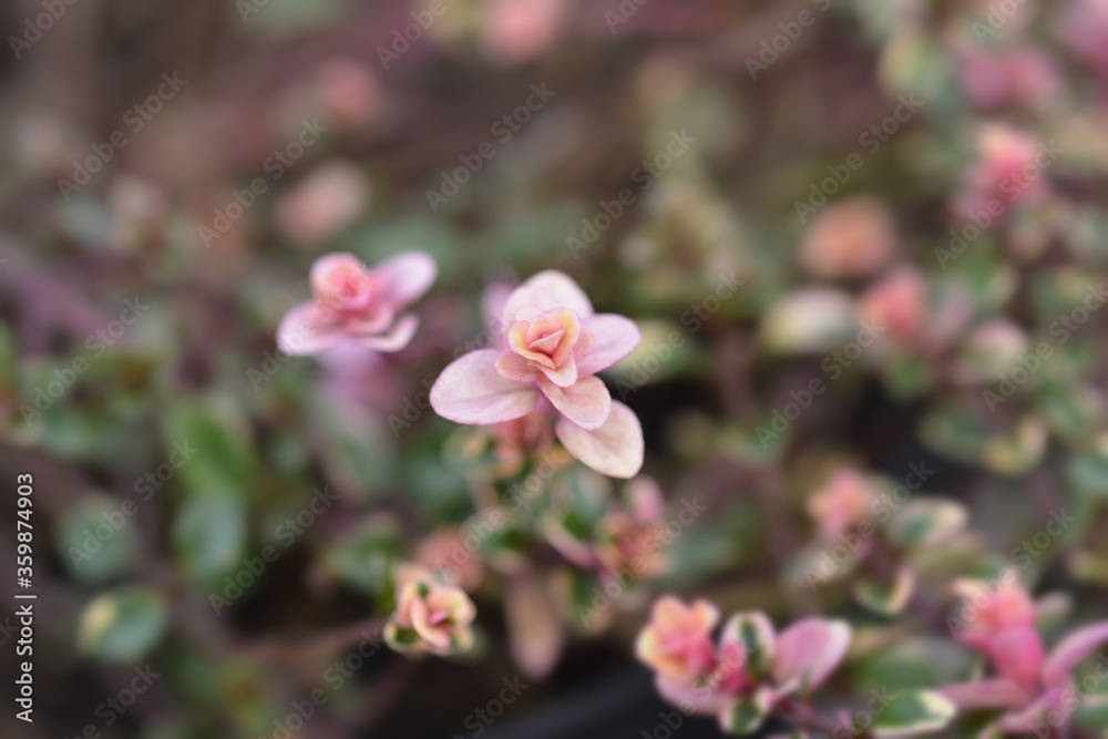 Foxley Thyme