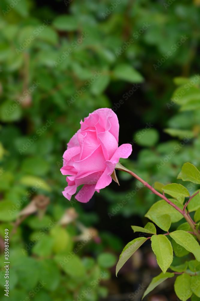 The McCartney Rose The McCartney Rose