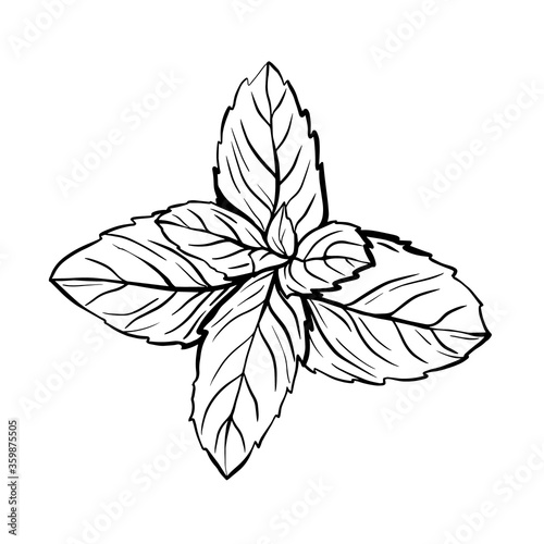 Peppermint leaves isolated on a white background. A sprig of mint with leaves. The herb Melissa is a spicy seasoning for brewing tea. Hand drawn vector illustration
