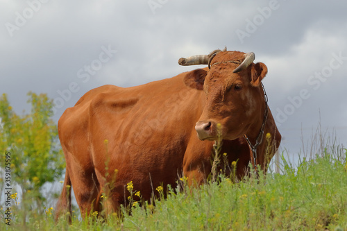 A cow grazes in a hilly meadow.