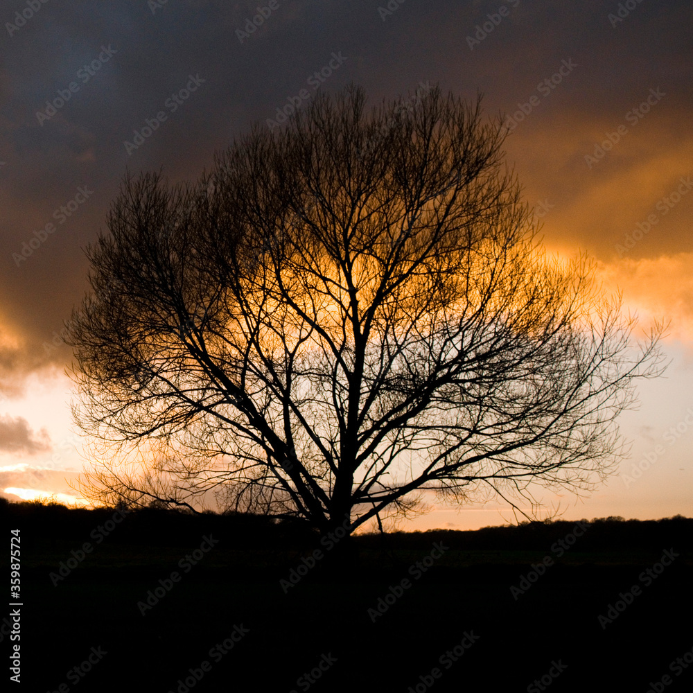 Richmond Park Tree silhouette Sunset
