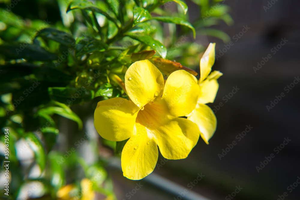 This yellow flower species Thai people call it Dok baan buri. This yellow flower species Thai people call it Dok baan buri.