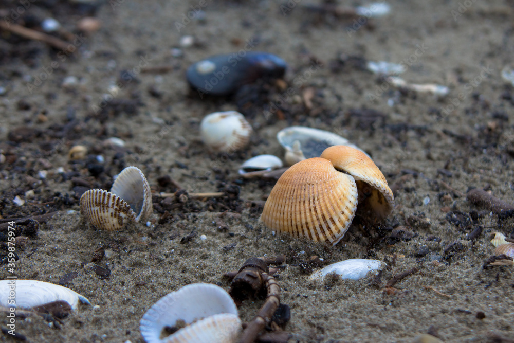 Seashells on the sand by the sea