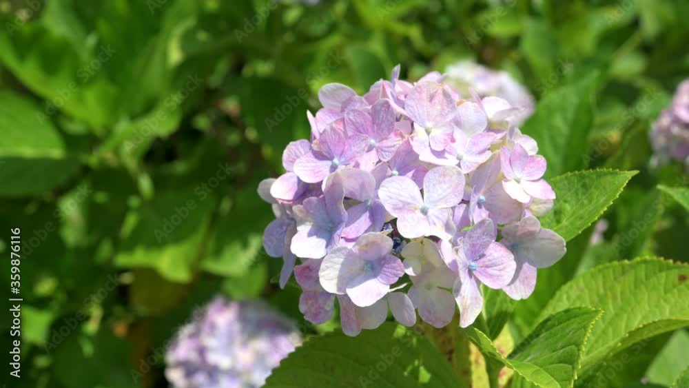 The colorful hydrangeas that bloom in spring and summer shake in the wind. The colorful hydrangeas that bloom in spring and summer shake in the wind.