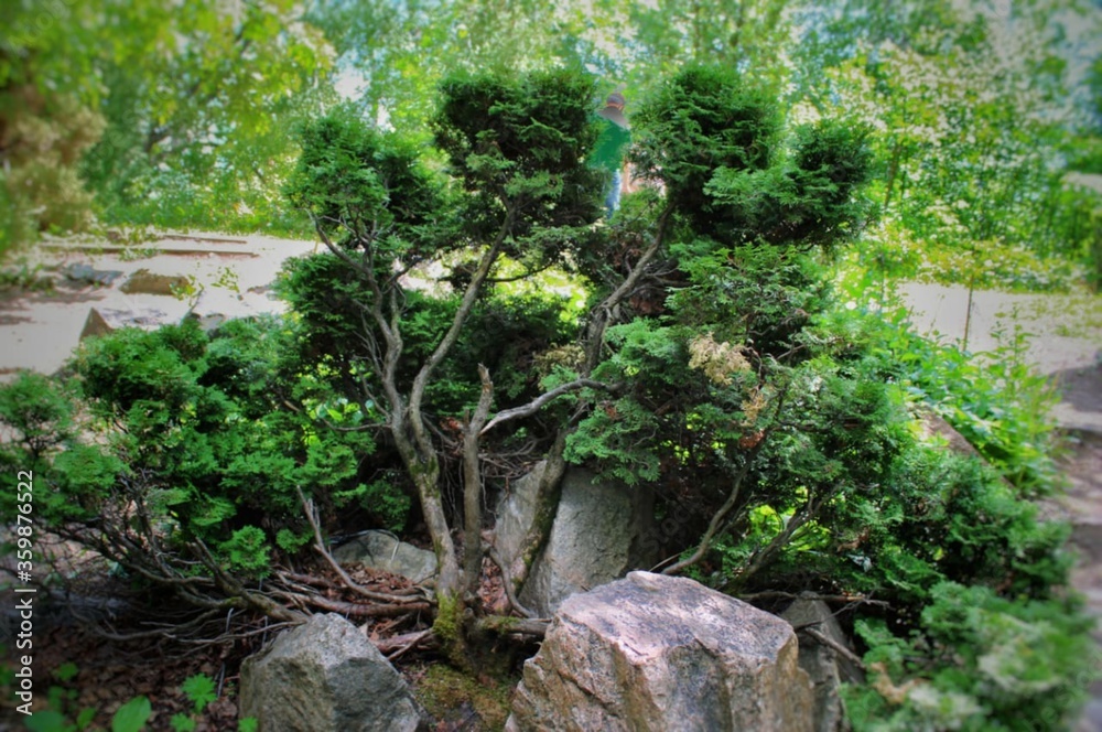 ornamental tree in the arboretum of Barnaul ornamental tree in the arboretum of Barnaul