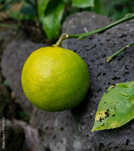 Singular Lime