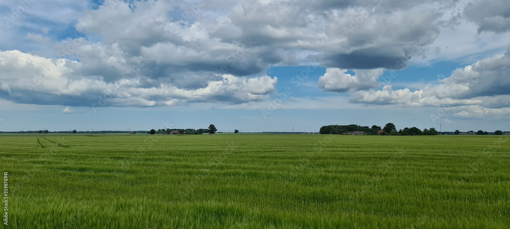Agricultural green field to the horizon.