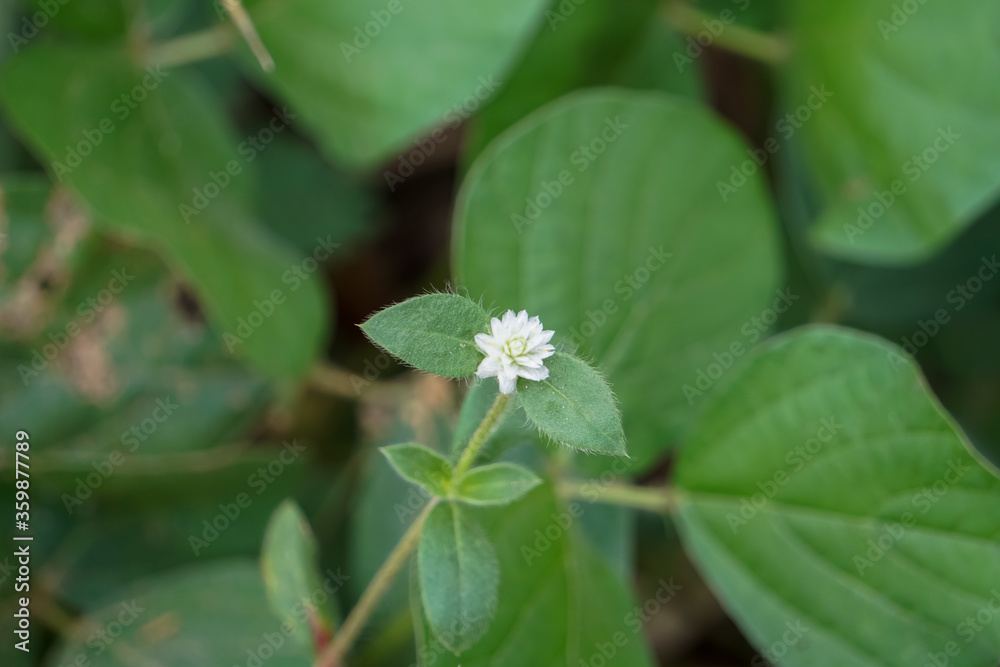 white flower on green background white flower on green background