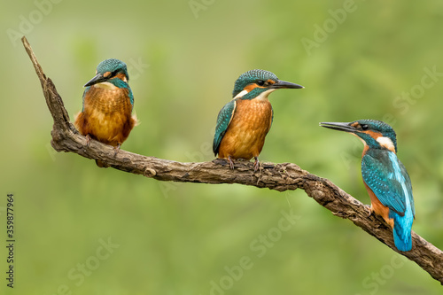 Three juvenile male Kingfishers ( alcedo atthis) perched on a natural perch with a green background 