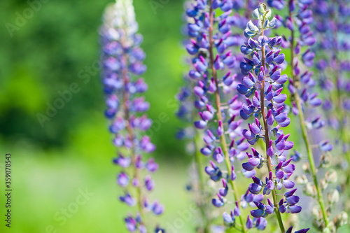 delicate and beautiful forest flowers close-up